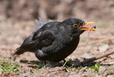 Blackbird-catching_worm_960