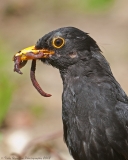 Blackbird_worms_beak_800