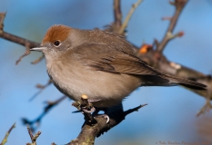 Blackcap_female_960