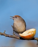 Blackcap_female_apple_800