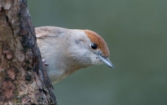 Blackcap_female_peeking_1200