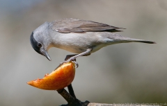 Blackcap_male_apple_1200