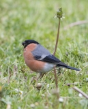 Bullfinch eating Dandelions