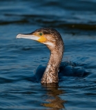 Cormorant_surfacing_1000_notext