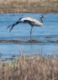 Crane_stretch_1000