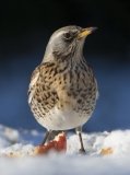 Fieldfare Portrait