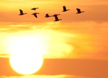 Geese_settingsun_1200