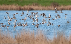 Godwit_flypast_1200