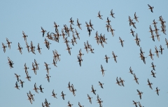 Godwits_flock_1200