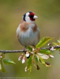 Goldfinch_blossom_1000