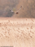 Harrier_reeds_800