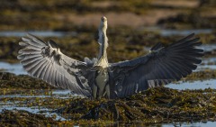 Heron wingspan