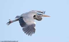 Heron_inflight_1200