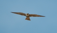 Hobby_flight