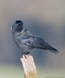 A jackdaw perches on a fence post