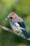 A Jay perches after finding an acorn