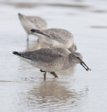A flock of Knot feeding at low tide, one has a stone in its beak