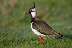 Lapwing portrait