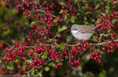 Lesser_whitethroat_960