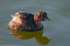 LittleGrebe_reflect_1200