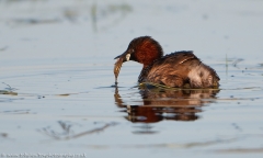 LittleGrebe_stickleback_1200