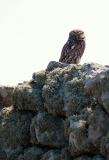 LittleOwl_wall_1000