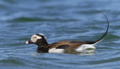Long Tailed Duck