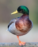 Mallard_balance_1000