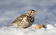 Mistle Thrush eating apple