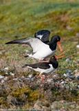 Oystercatcher_mating_1000