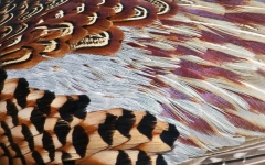 Pheasant_abstract2_1024