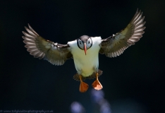 Puffin_landing_1200