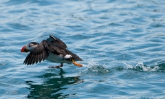 Puffin_watertakeoff_1200