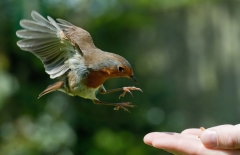 Robin_flyingin_960_2