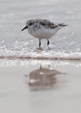 Sanderling_1000