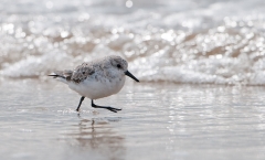 Sanderling_LS_1000