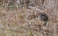 A Snipe hides, well camouflaged in long grass