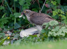 Sprawk_2feathers_960