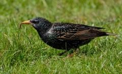 Starling_leatherjacket_1200