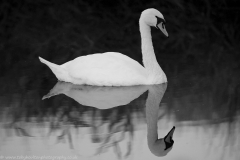 Swan_reflection_BW