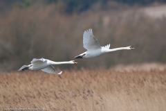 Swans_flight_1200