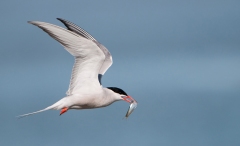 Tern_fish_960