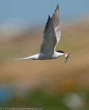 Tern_fishbeak_1000