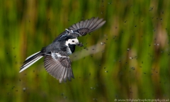 Wagtail_flies_1200