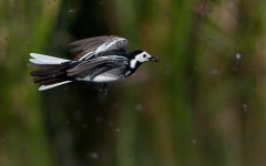 Wagtail_fliesbeak_notext1200