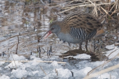 WaterRail_feeding_1024