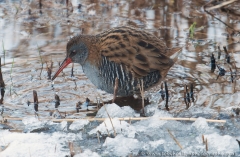 Waterrail_side_960