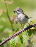 A whitethroat returns to the nest with a beak full of juicy caterpillars