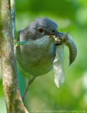 Whitethroat_dragon2_bg