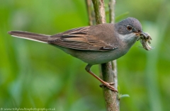 Whitethroat_dragon_1200